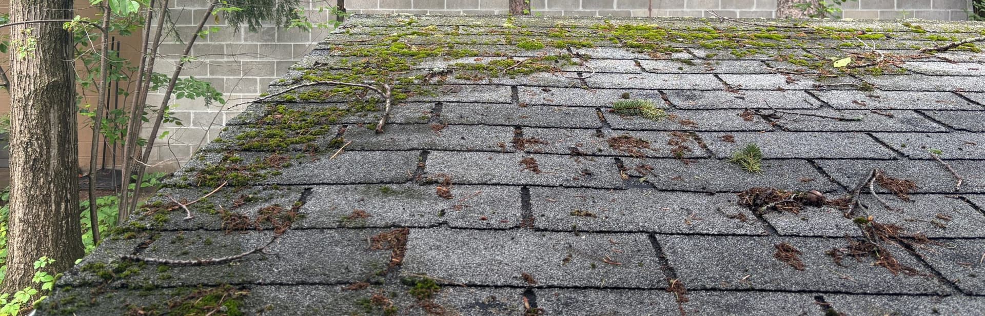 Moss and fir needles covering a composition shingle roof in the Pacific Northwest